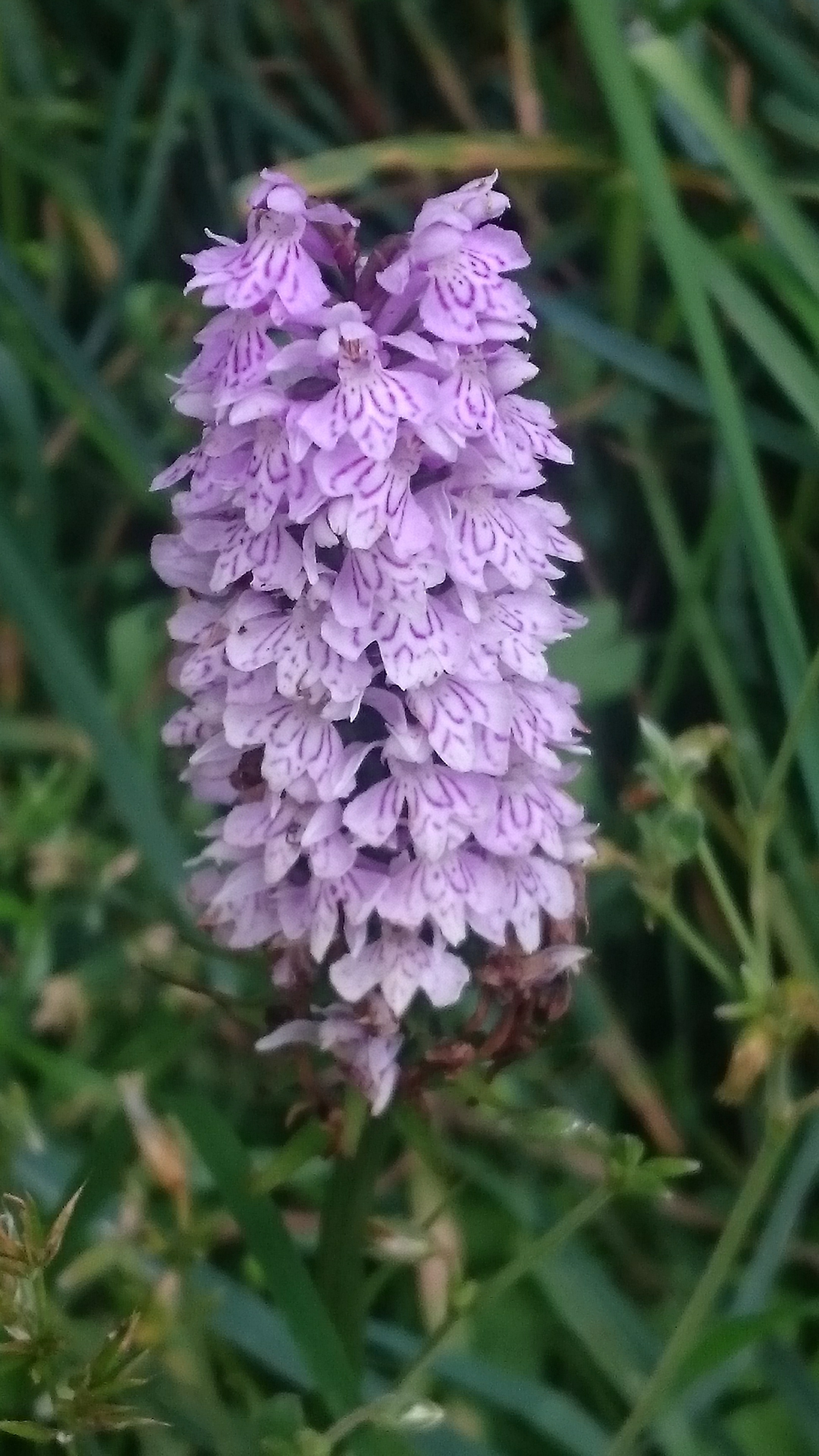 Orchid Orchid
